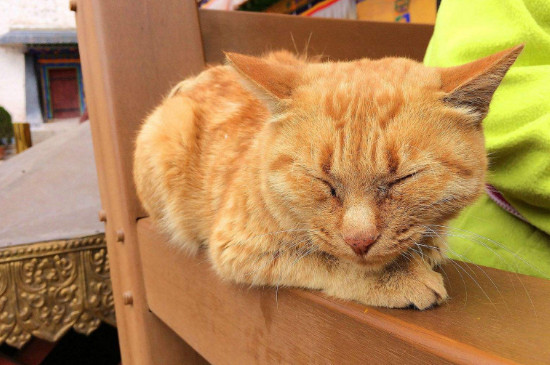 小猫脐带剪了要打结吗