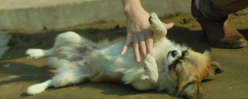 狗生死胎的原因