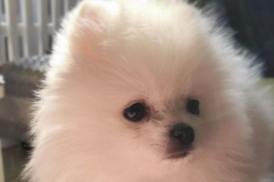 狗狗发烧吃什么药管用