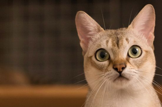 猫腰椎断了能够自愈