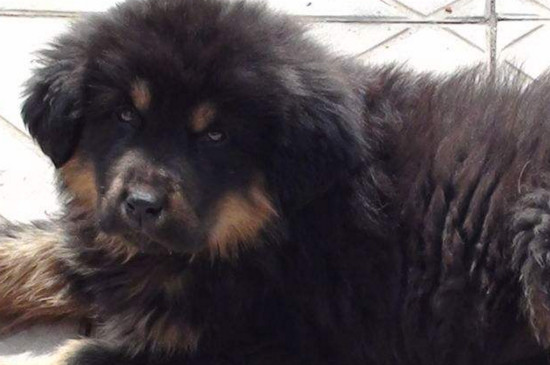 藏獒吃什么长得快