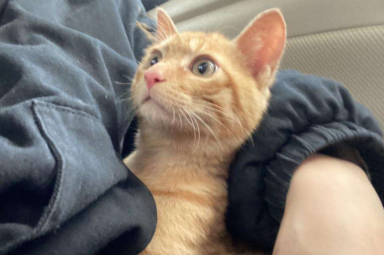 猫多久打一次疫苗