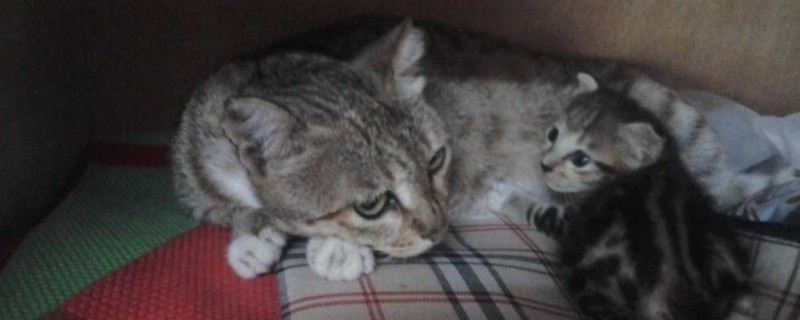猫为什么会得猫藓