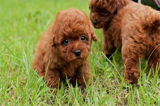 怎么养泰迪幼犬，定期接种疫苗还要注意饮食规律