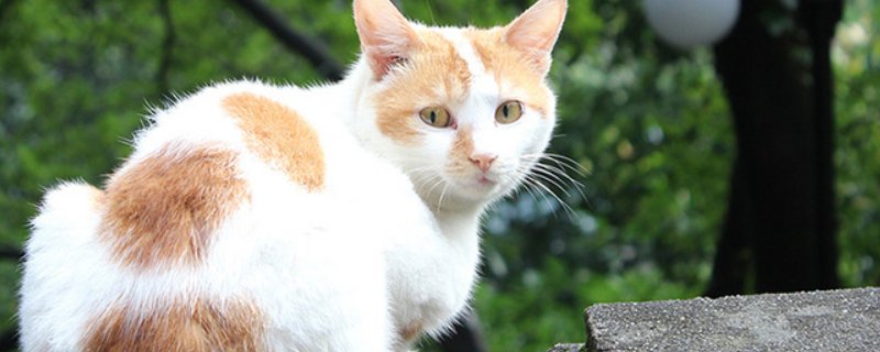猫的速度是人的几倍