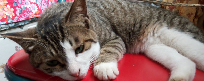 猫感觉热了有什么表现