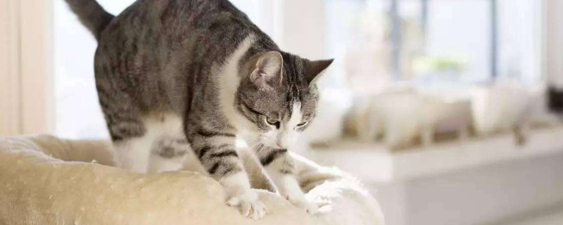 猫为什么踩奶
