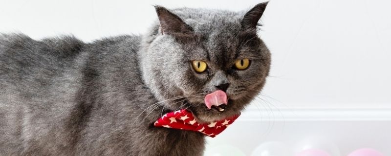 猫怎么判断是尿路感染