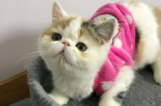 猫瘟猫笼子还能用吗