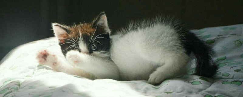 母猫怀孕多久会吐