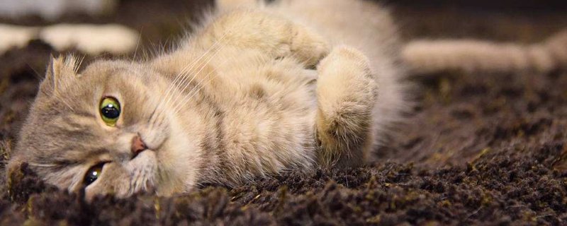 端午猫是什么品种