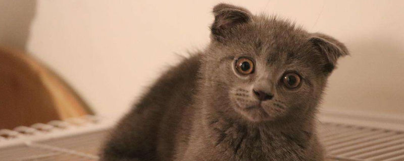 室内养猫推荐品种