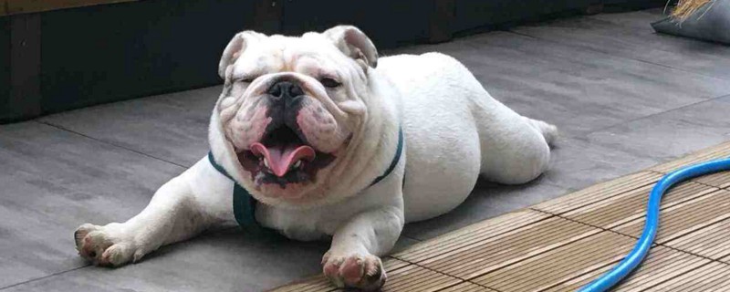 法斗属于小型犬还是中型犬