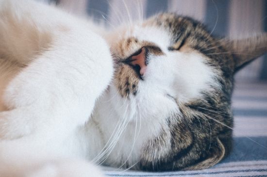 猫能吃瓜子仁吗