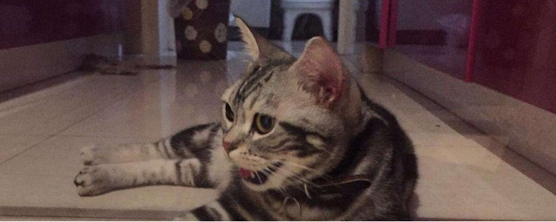 猫中毒能活多久