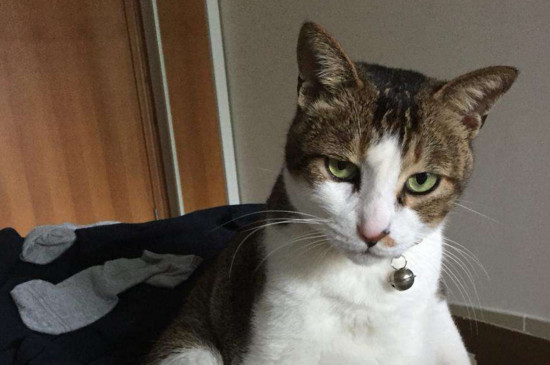 哪几个月是猫脱毛季节