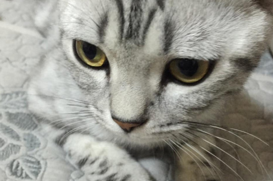 猫频繁上厕所尿一点点