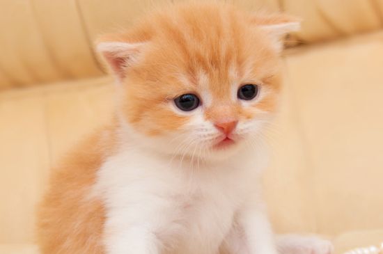 猫咪眼屎多红褐色