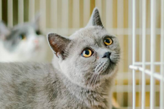 猫咪胆小怕人怎么训练