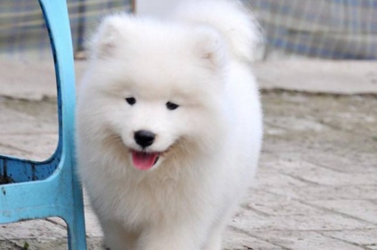养萨摩耶幼犬注意事项，让萨摩耶幼犬健壮成长的3个要点