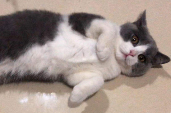 猫咪找不到主人会怎样