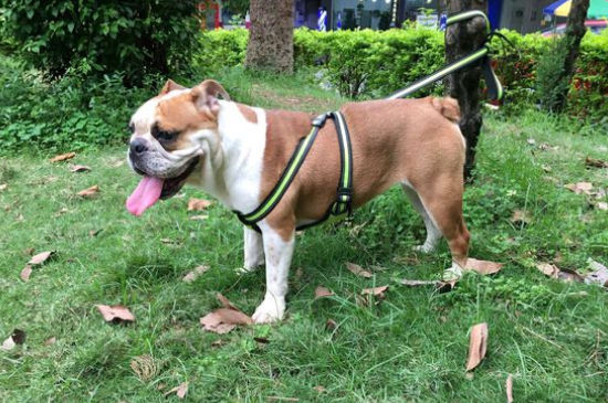 斗牛犬眼睛红正常吗