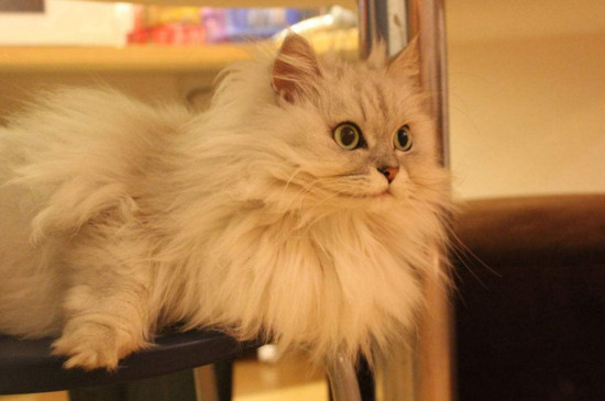 价格在1000左右的猫，好看又不贵的四种宠物猫