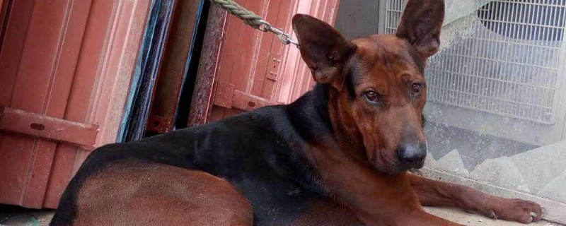 苏联红犬多少钱一只，幼犬价格一般在2000元左右