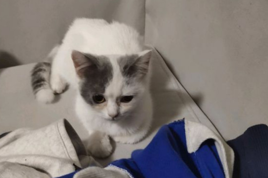 被猫咬了怎么办