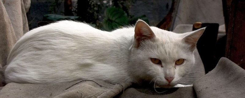 埋葬猫咪的忌讳