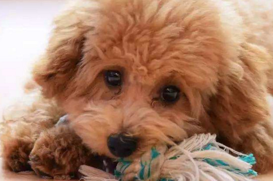 贵宾犬能活多少年