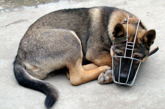 狂犬病的狗有什么症状
