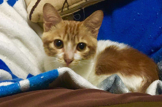 晚上要不要放猫粮，猫半夜需要吃饭吗