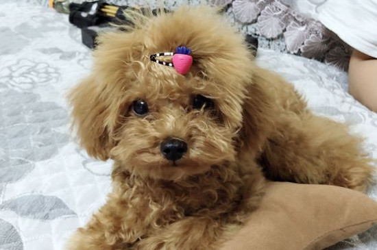 泰迪狗吃自己的大便怎么办