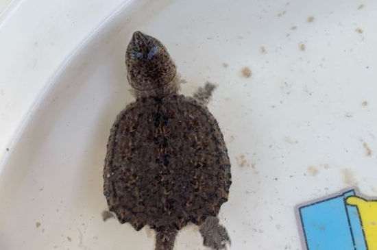 鳄龟突然不进食的原因