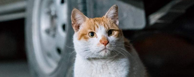 小猫鼻子不通气小妙招