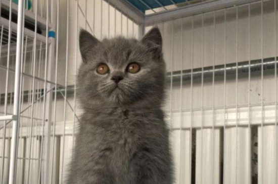 蓝猫聪明吗