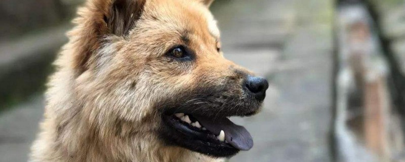 诊断狂犬六个标准
