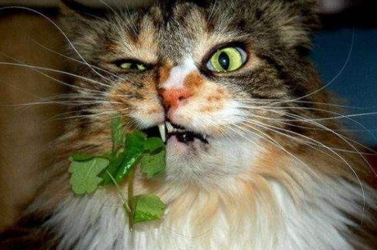 猫咪多大可以吃猫薄荷