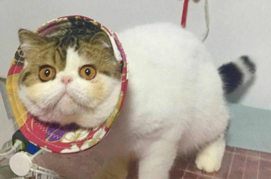 母猫绝育后还叫为什么