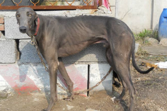 格力犬和灵缇犬的区别，掌握这4点就能快速分辨