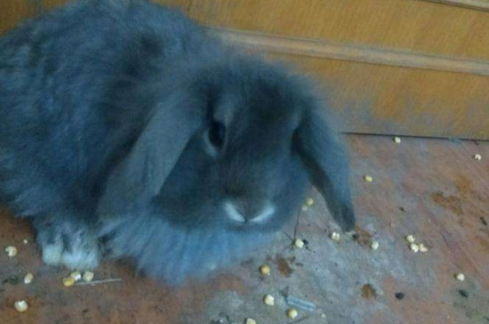 兔子假死状态