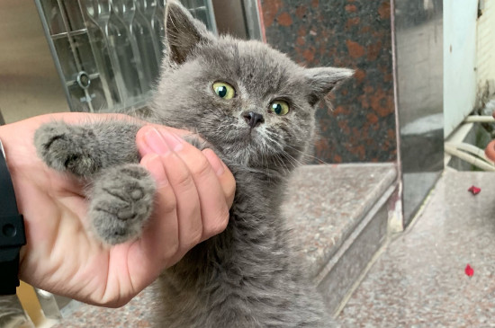 猫咪大便带血精神很好