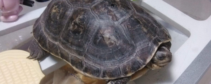 小乌龟半年不吃东西怎么办