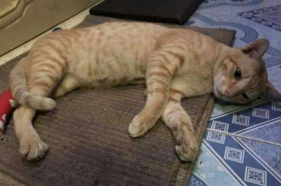 猫伤口露肉多久会好，及时消毒涂药包扎半月能好