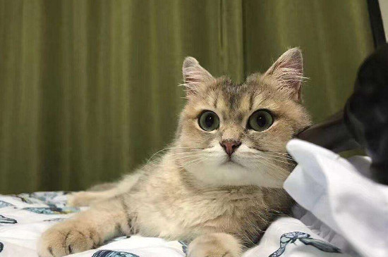 小猫吃驱虫药后的禁忌