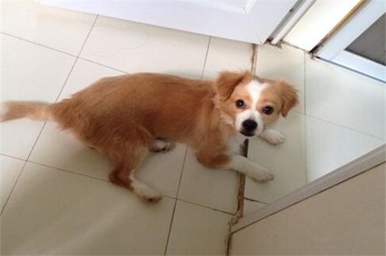 蝴蝶犬串串智商高吗，智商较高比较容易训练