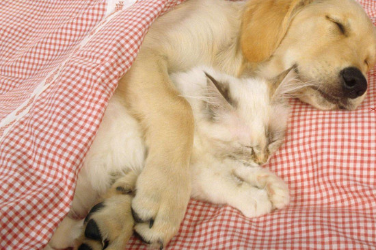 猫为什么喜欢睡床尾