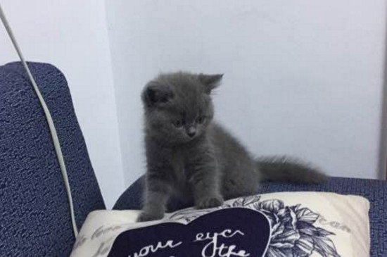 小猫太调皮该怎么管教