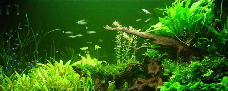 铜钱草可以放鱼缸里吗
